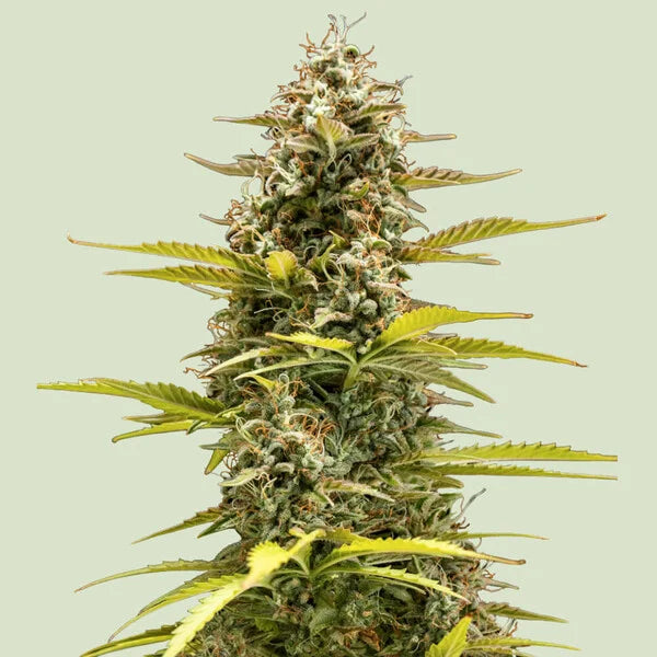 Cosmos F1 CBD