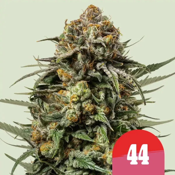 Gelato 44 - Tyson 2.0